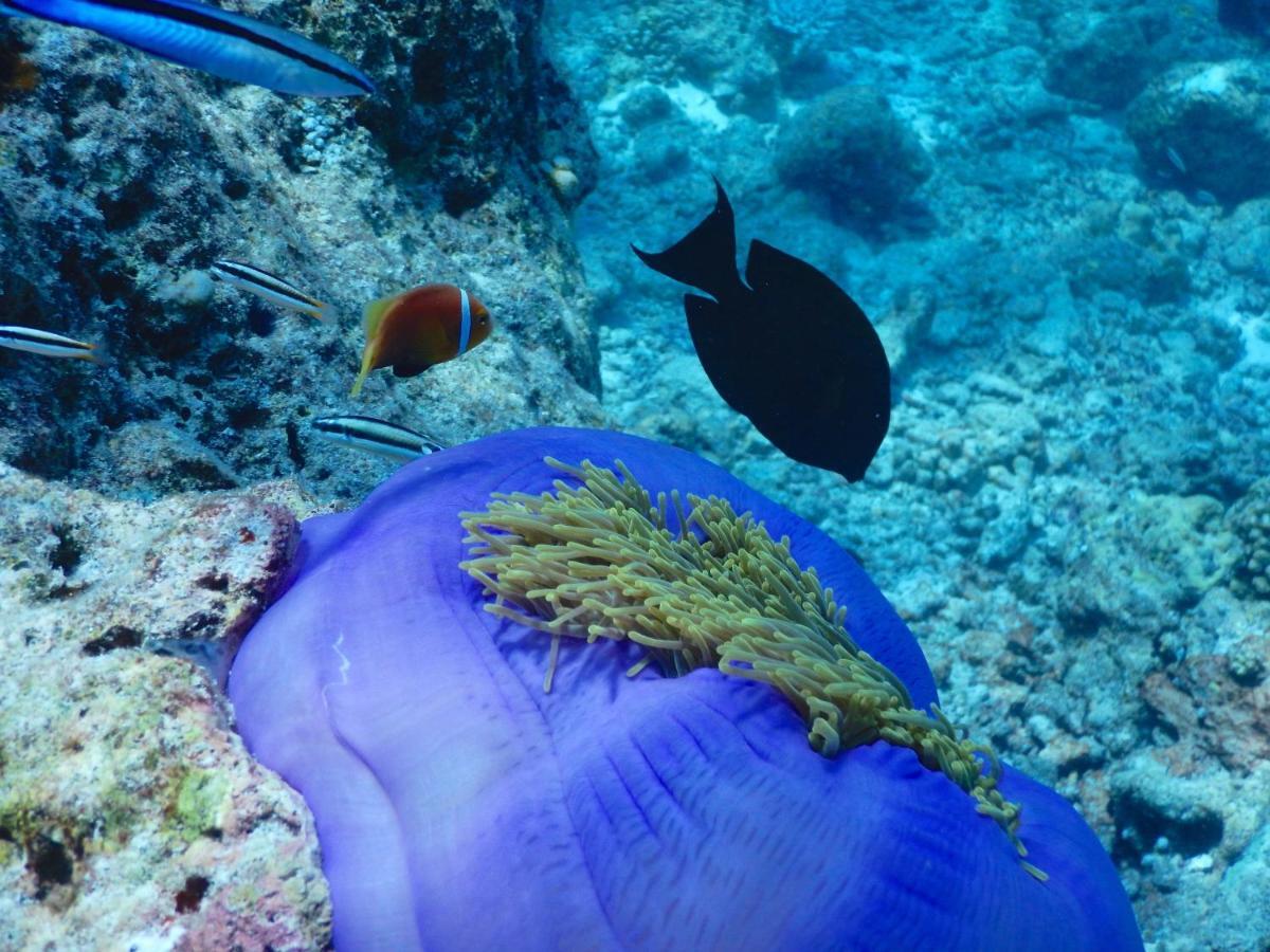 Dhigurah Pensión Dhigurah (Alif Dhaal Atoll)