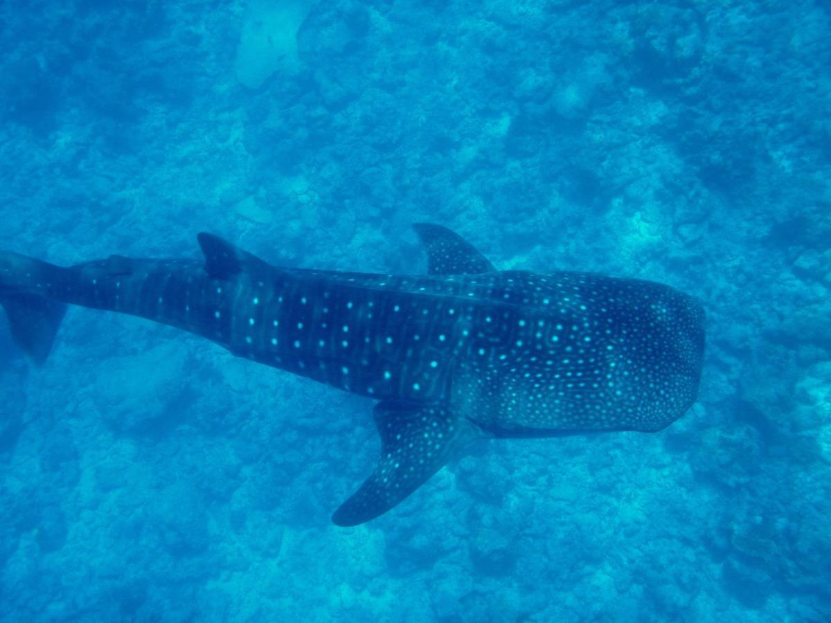 Pensión Dhigurah